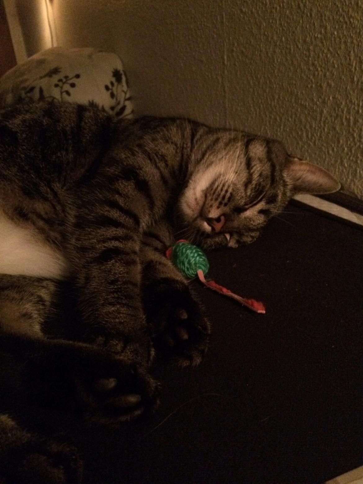 Blanding af racer Mille billede 6