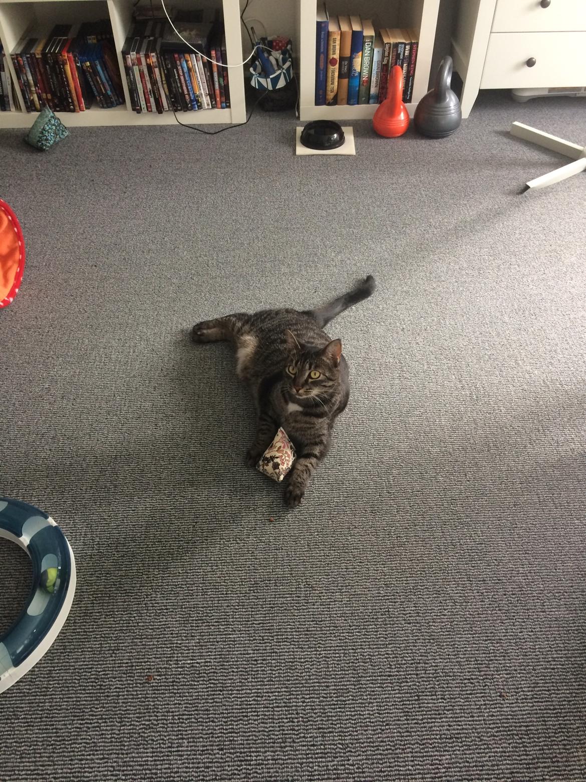 Blanding af racer Mille billede 7