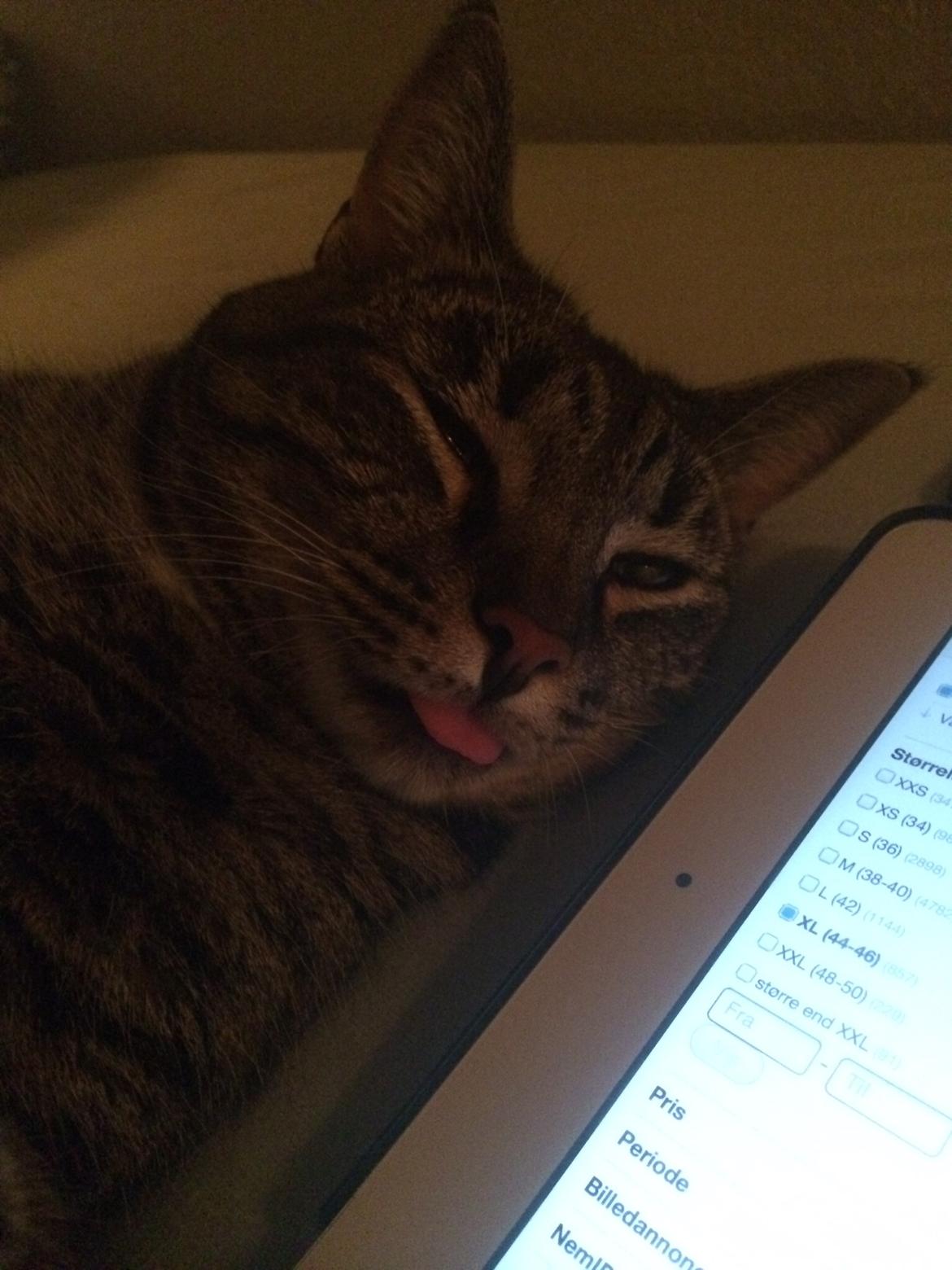 Blanding af racer Mille billede 8