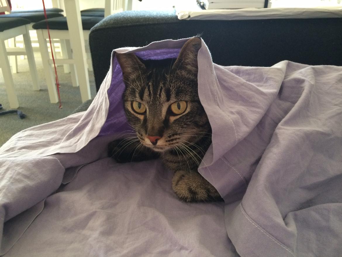 Blanding af racer Mille billede 4