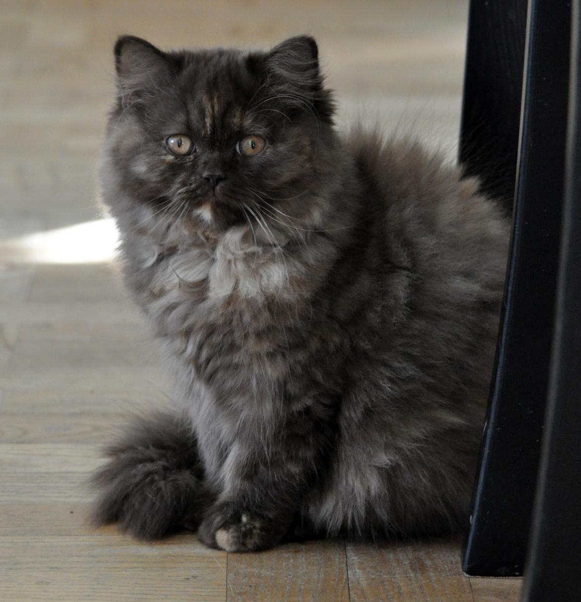 British Longhair Coco billede 12