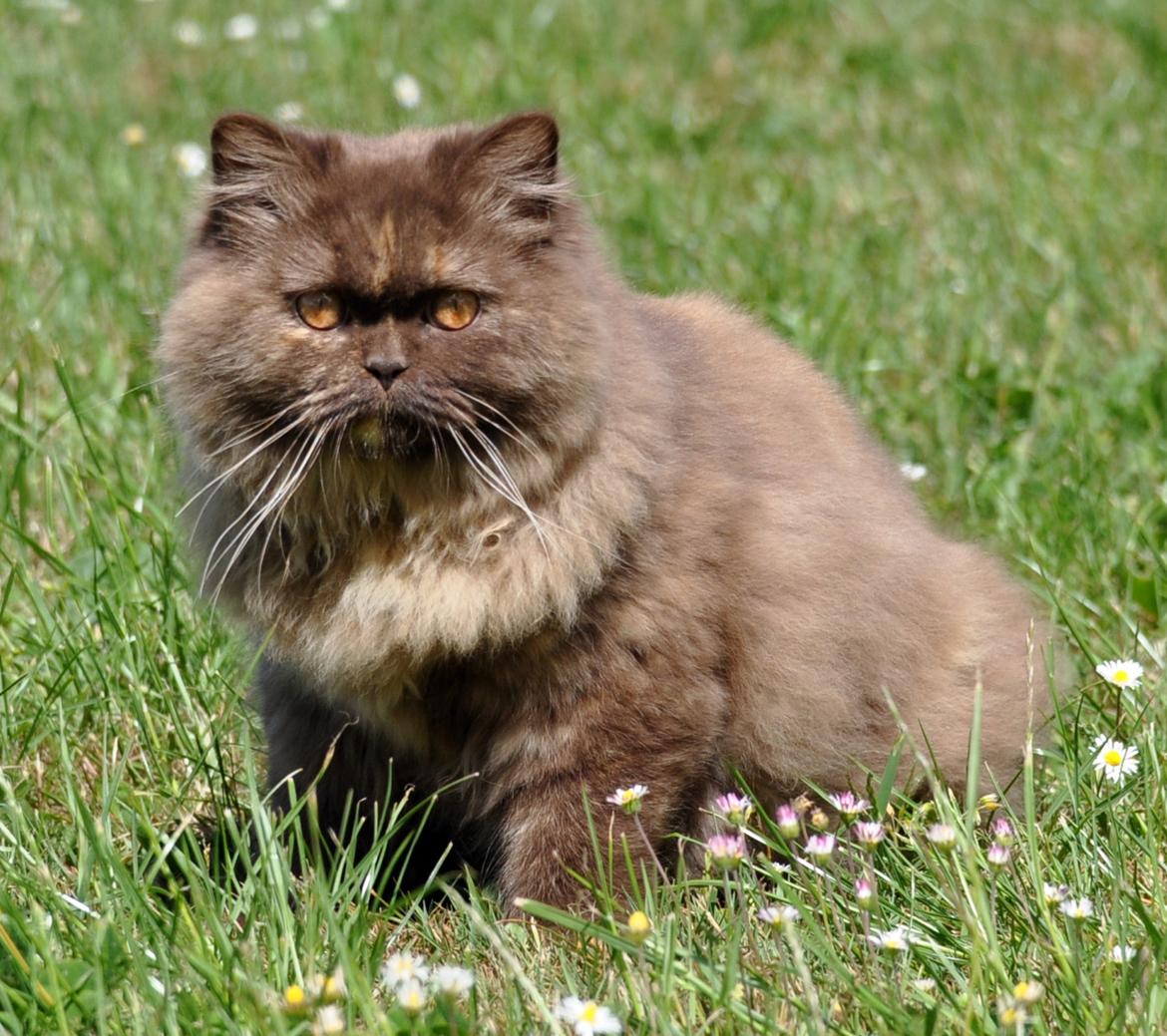 British Longhair Coco billede 1