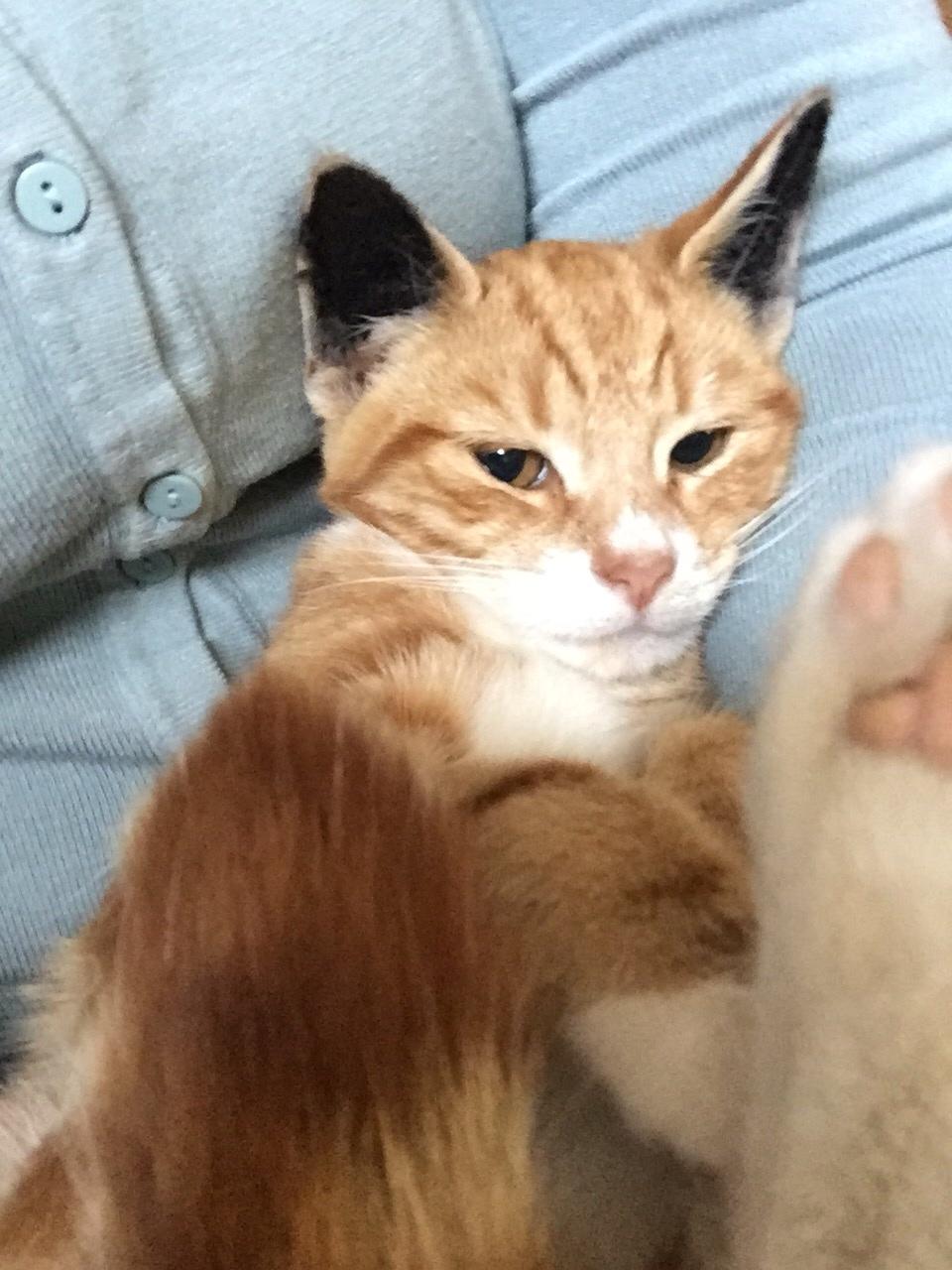 Huskat Manfred billede 10