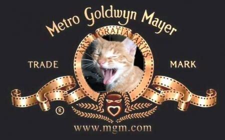 Huskat Misser billede 9