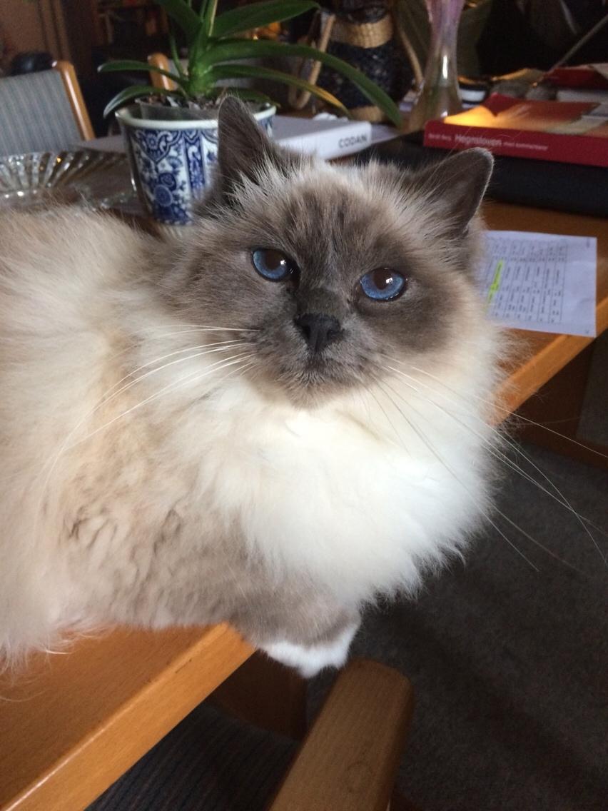 Blanding af racer Tinkerbell, men i daglig tale Tøsen billede 3