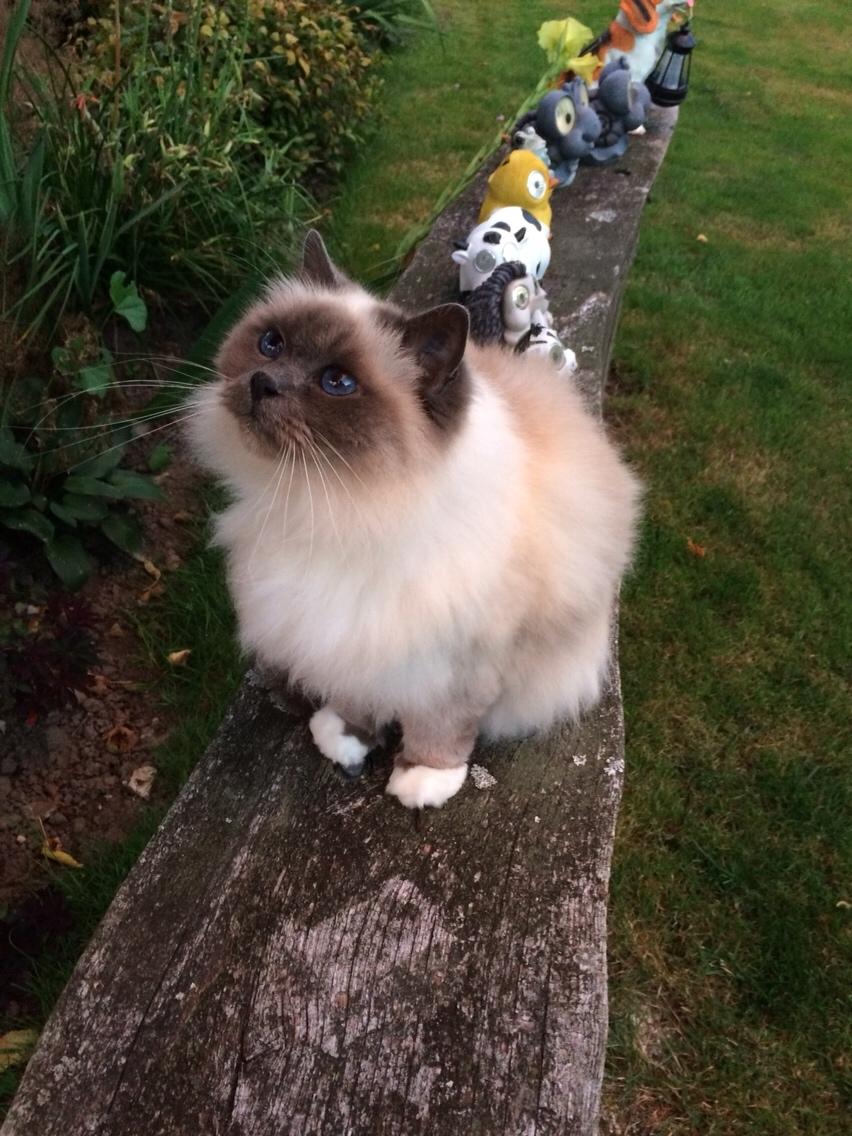 Blanding af racer Tinkerbell, men i daglig tale Tøsen billede 2