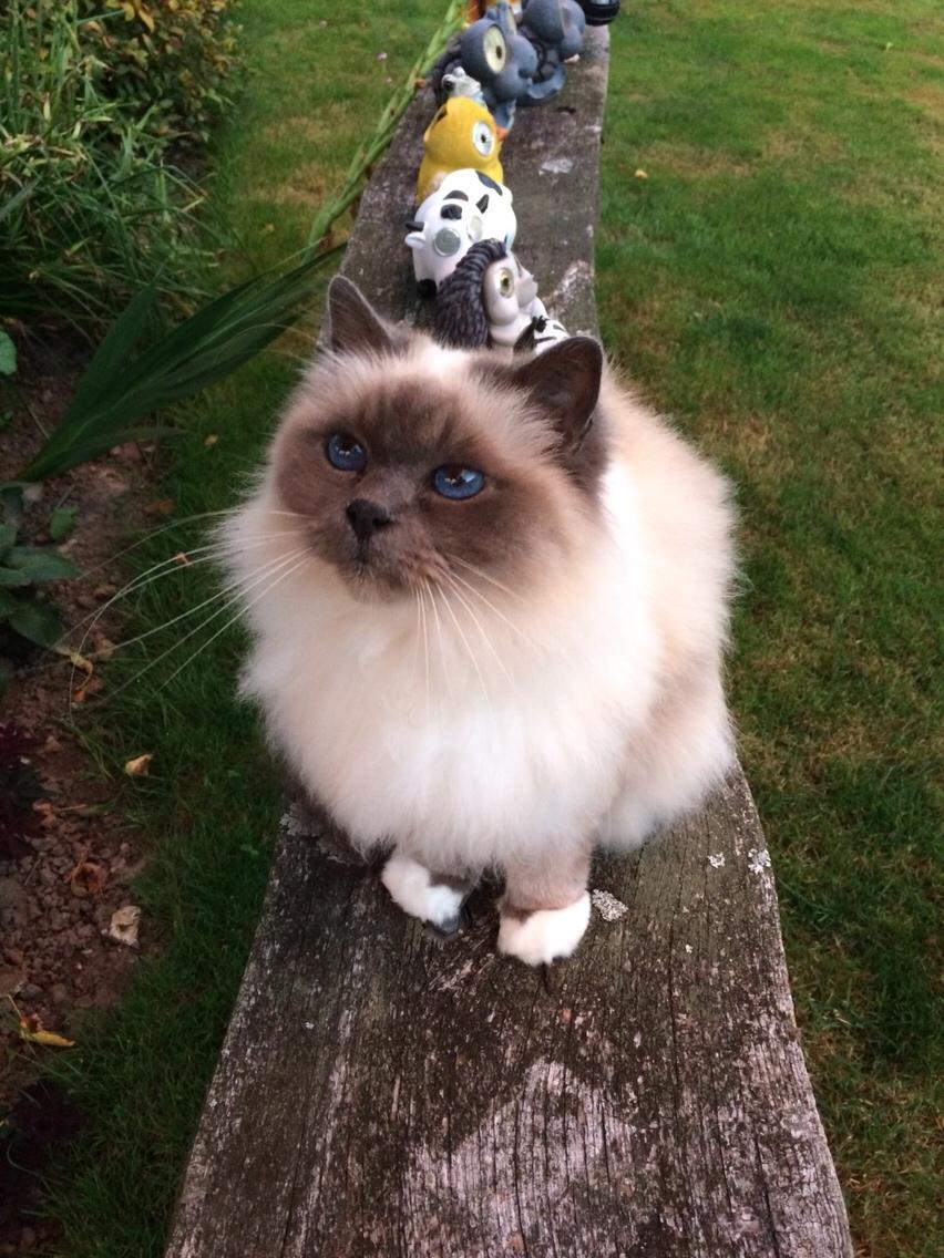 Blanding af racer Tinkerbell, men i daglig tale Tøsen billede 4