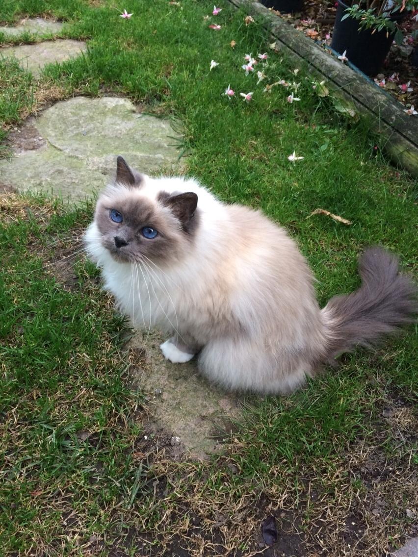 Blanding af racer Tinkerbell, men i daglig tale Tøsen billede 5