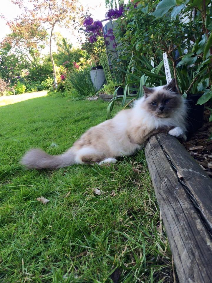 Blanding af racer Tinkerbell, men i daglig tale Tøsen billede 7