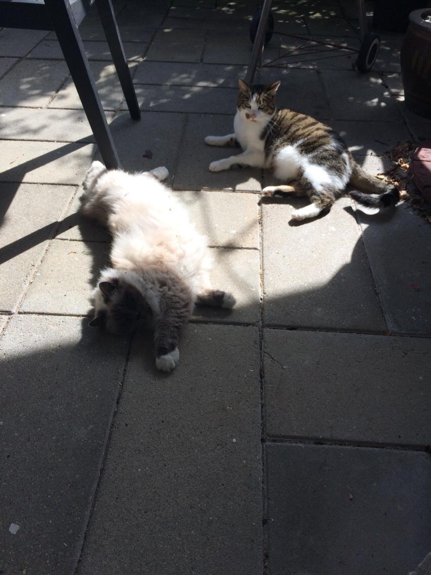 Blanding af racer Tinkerbell, men i daglig tale Tøsen - Nyder solen med "lillesøster" Molly billede 6