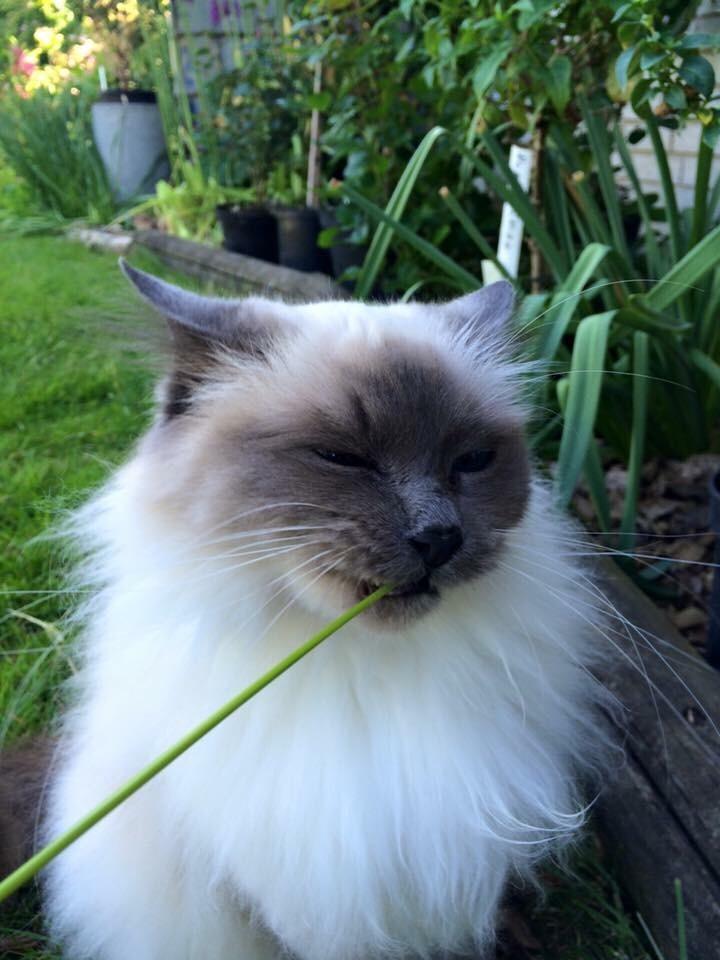 Blanding af racer Tinkerbell, men i daglig tale Tøsen billede 8