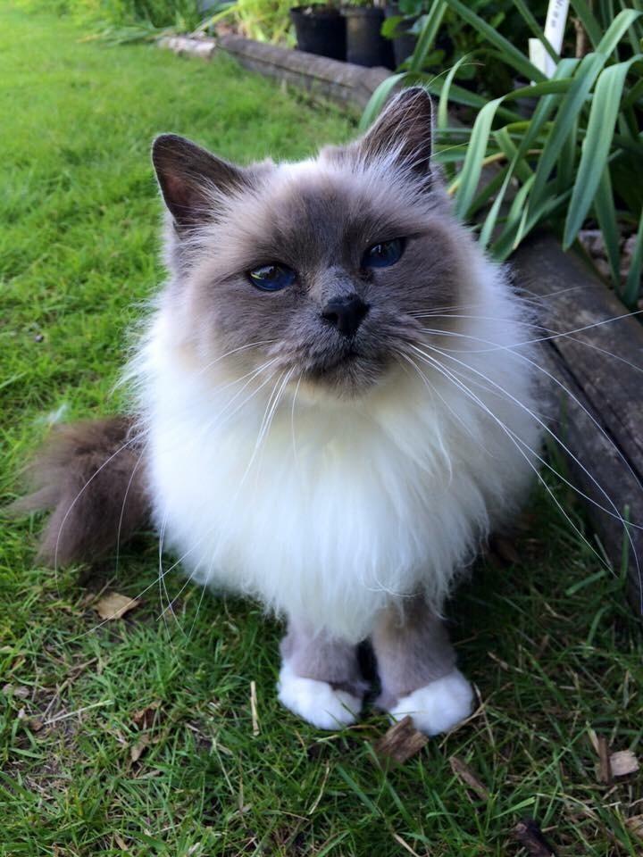 Blanding af racer Tinkerbell, men i daglig tale Tøsen billede 1