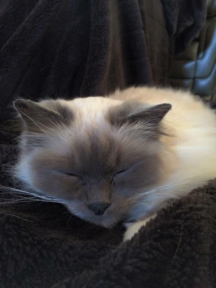 Blanding af racer Tinkerbell, men i daglig tale Tøsen billede 9