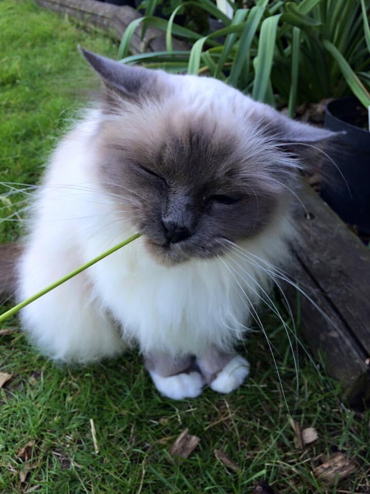 Blanding af racer Tinkerbell, men i daglig tale Tøsen billede 10