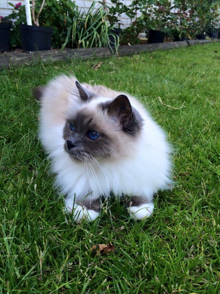 Blanding af racer Tinkerbell, men i daglig tale Tøsen billede 11