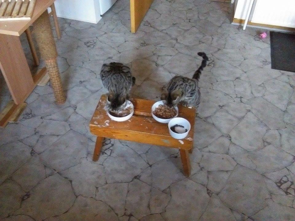 Huskat Cheeky Hobson billede 4