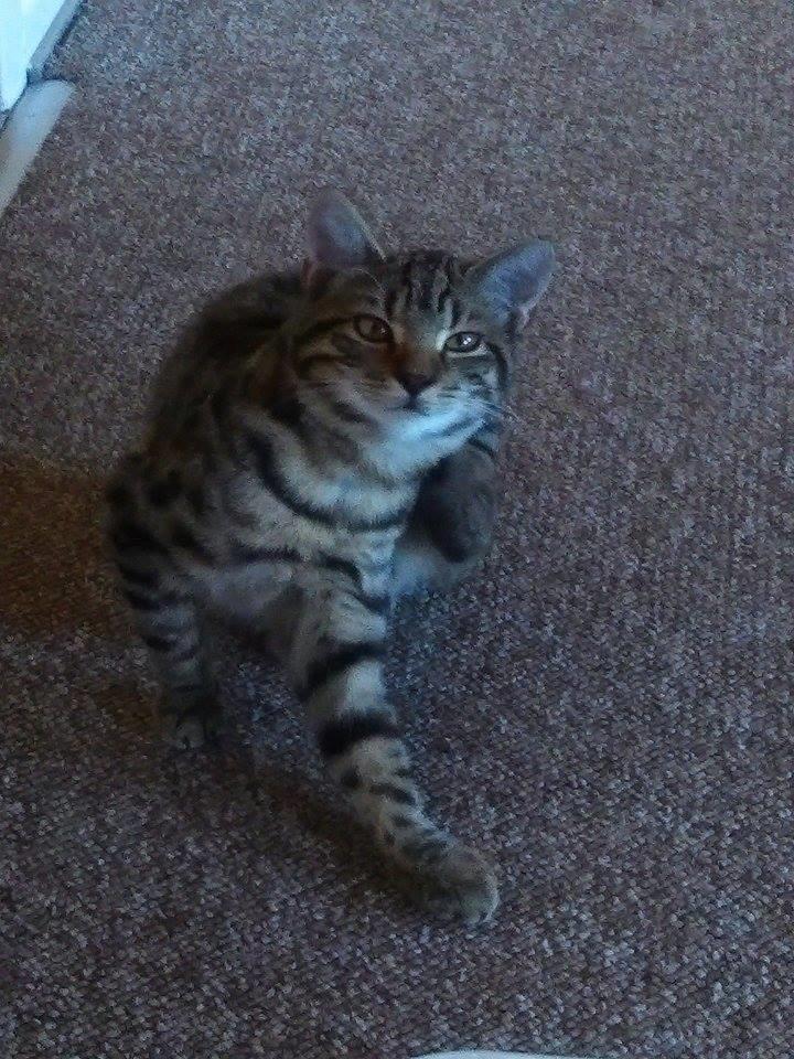 Huskat Cheeky Hobson billede 3