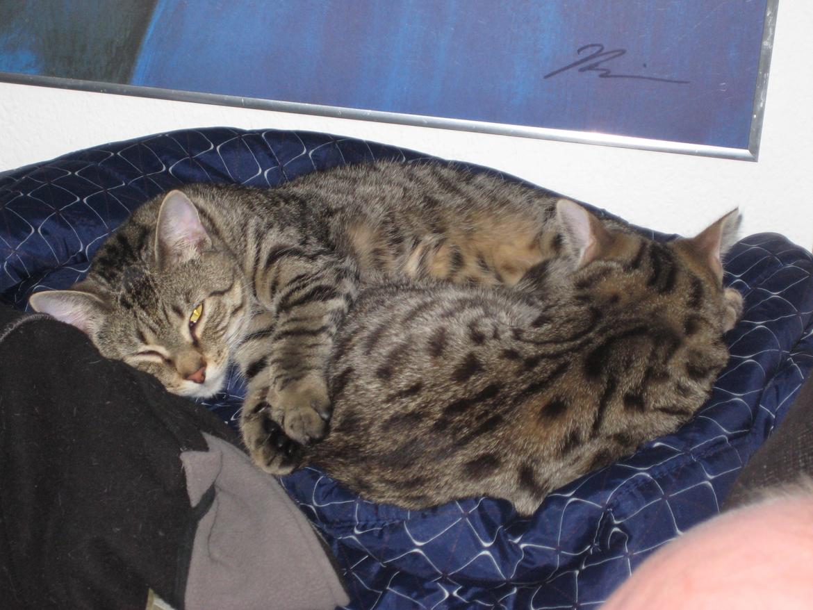 Huskat Cheeky Hobson billede 5