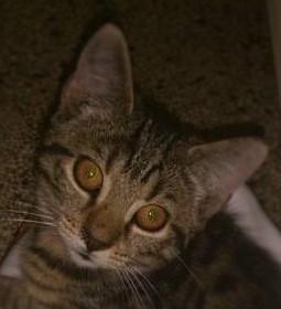 Huskat Cheeky Hobson billede 1