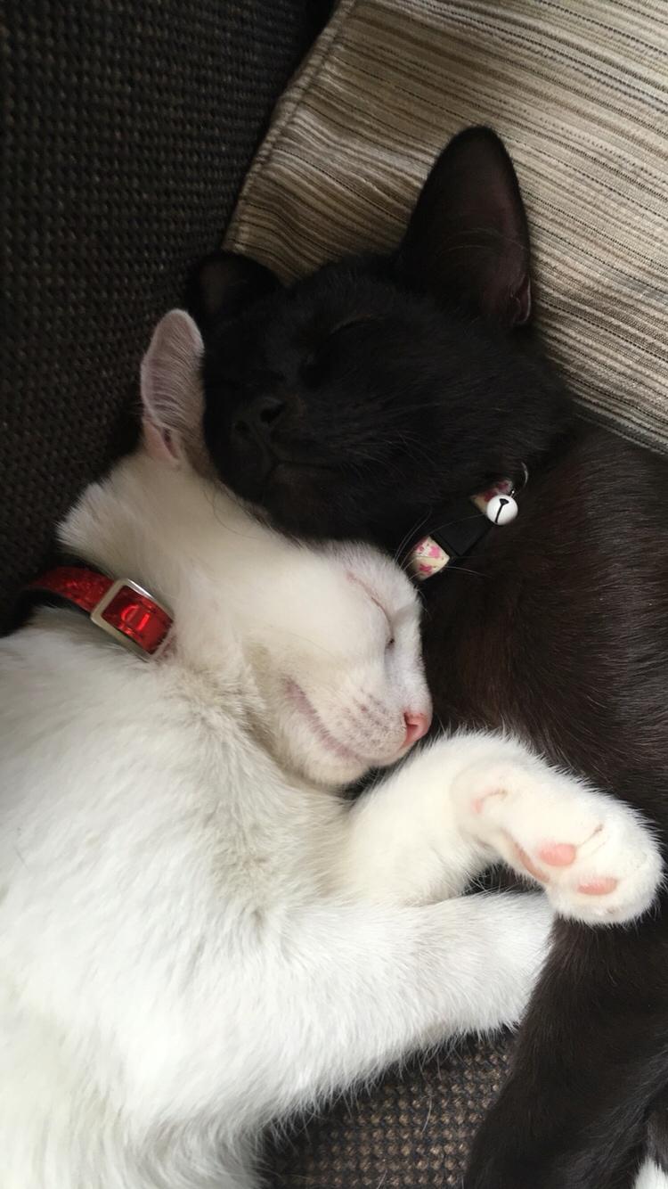 Blanding af racer Melina (hvid kat) billede 16