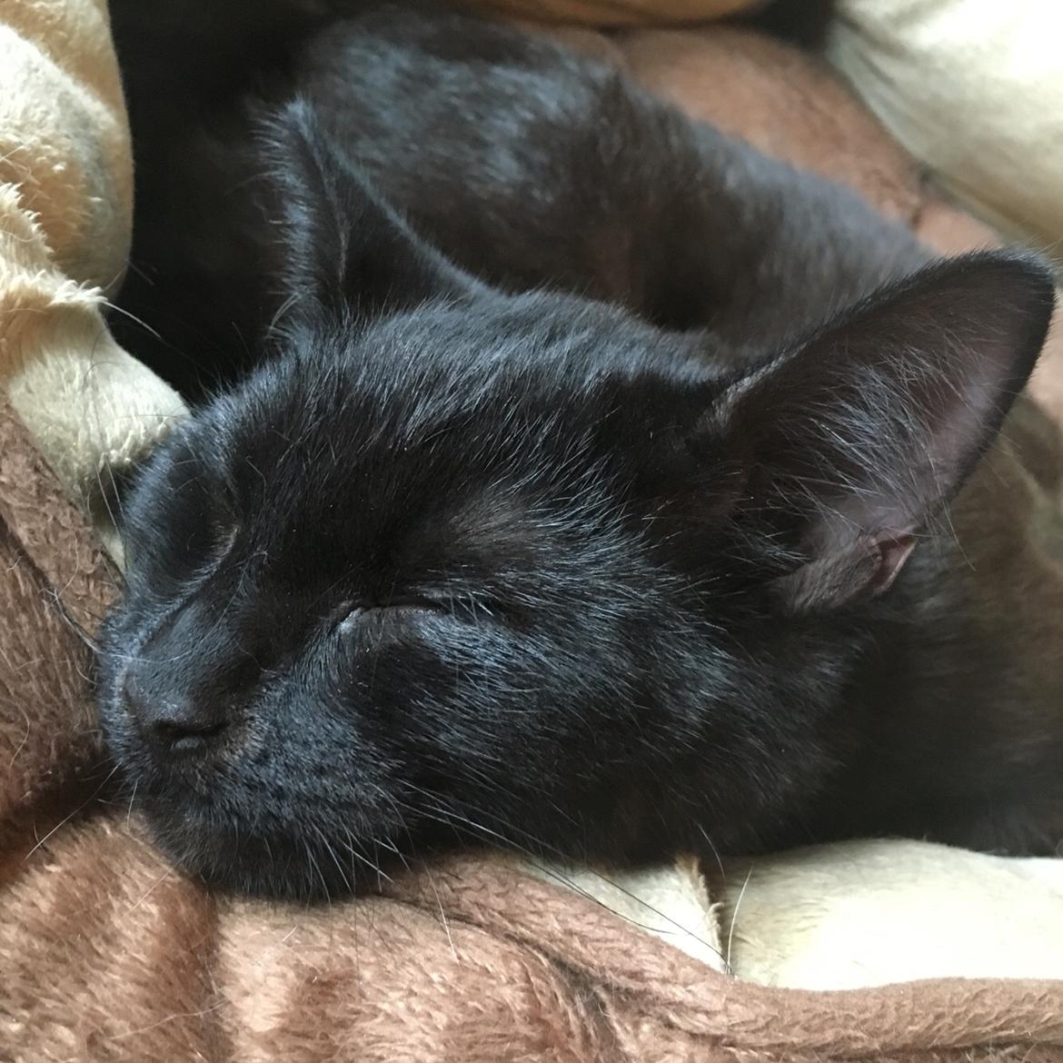 Blanding af racer Timo R.I.P :( billede 15