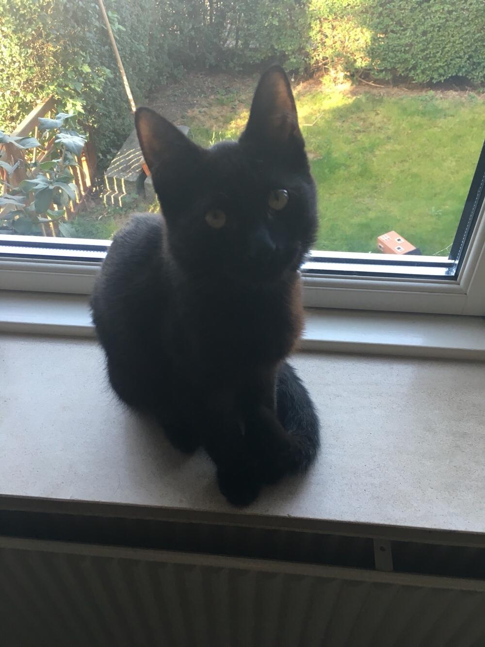 Blanding af racer Timo R.I.P :( billede 20