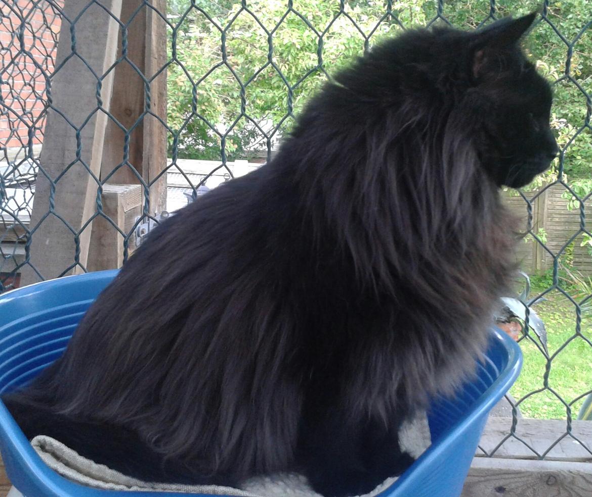 Tyrkisk Angora IP/SC Pirlanta'dan Black Devil billede 1