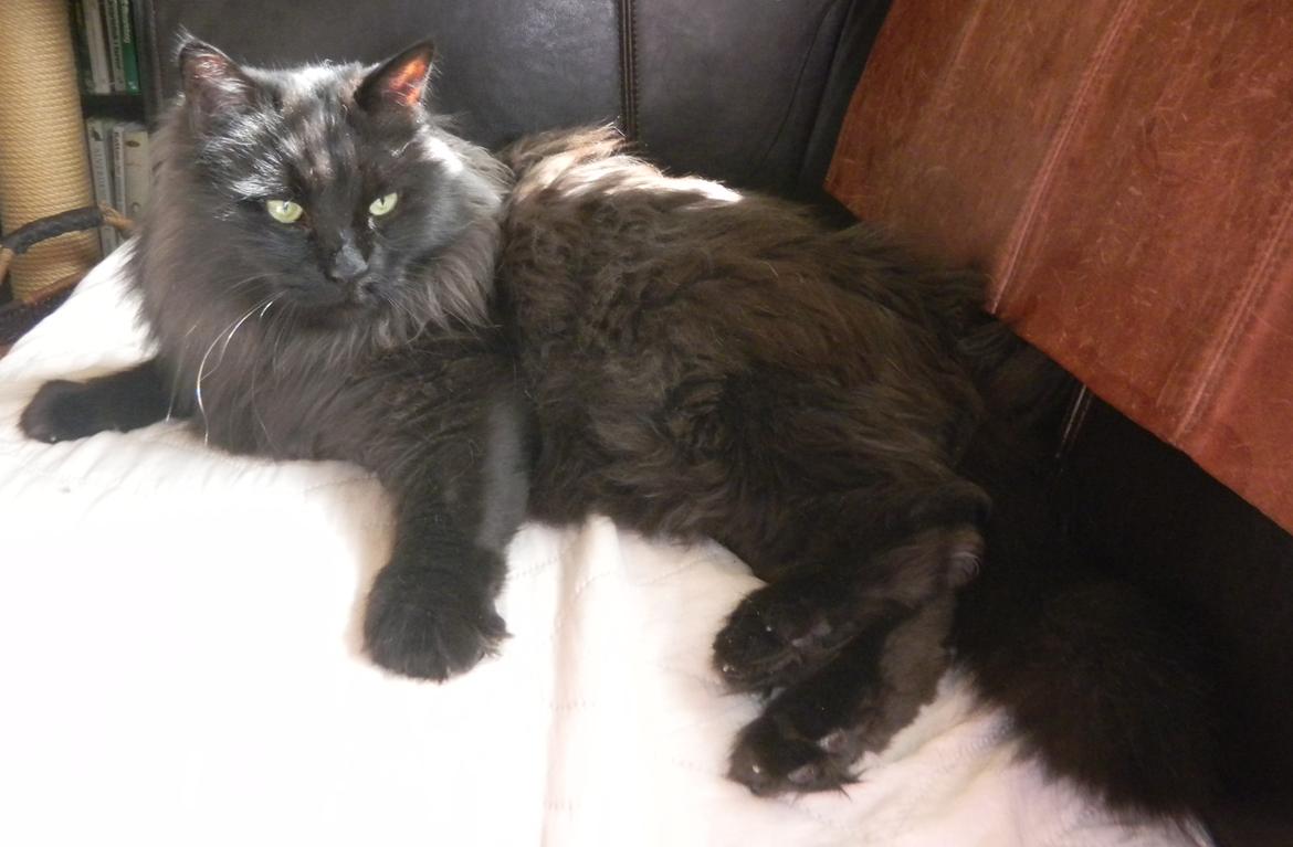 Tyrkisk Angora IP/SC Pirlanta'dan Black Devil billede 14
