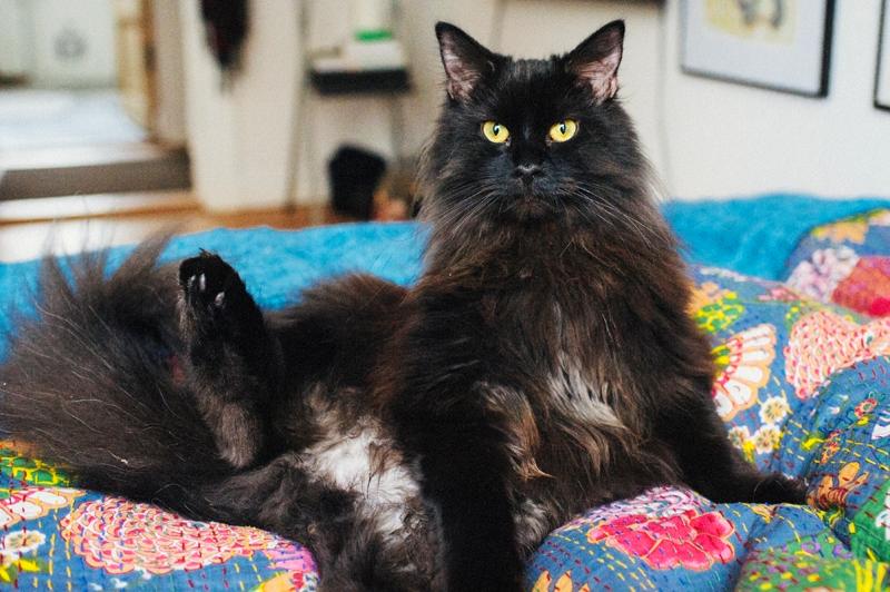 Blanding af racer Hubert billede 5