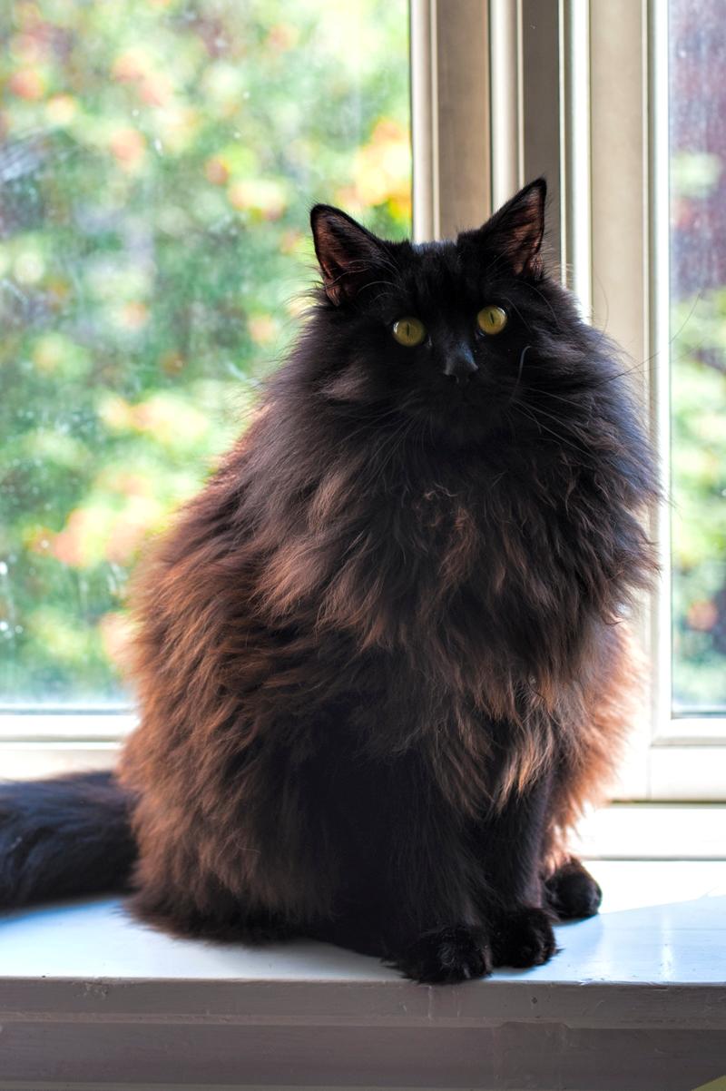 Blanding af racer Hubert billede 3