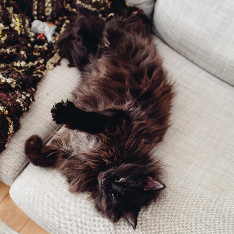 Blanding af racer Hubert billede 4