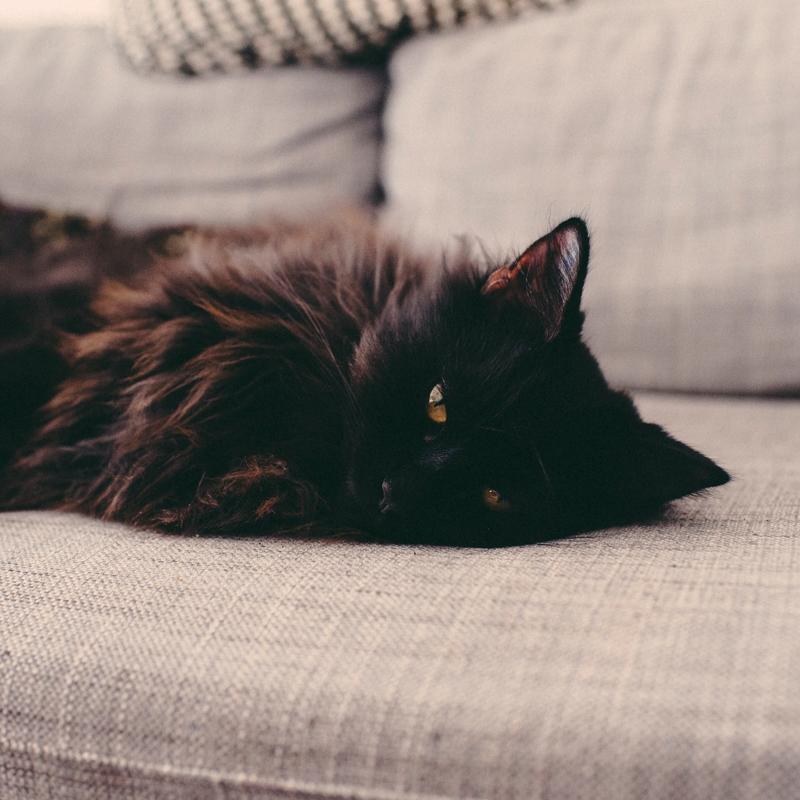 Blanding af racer Hubert billede 2