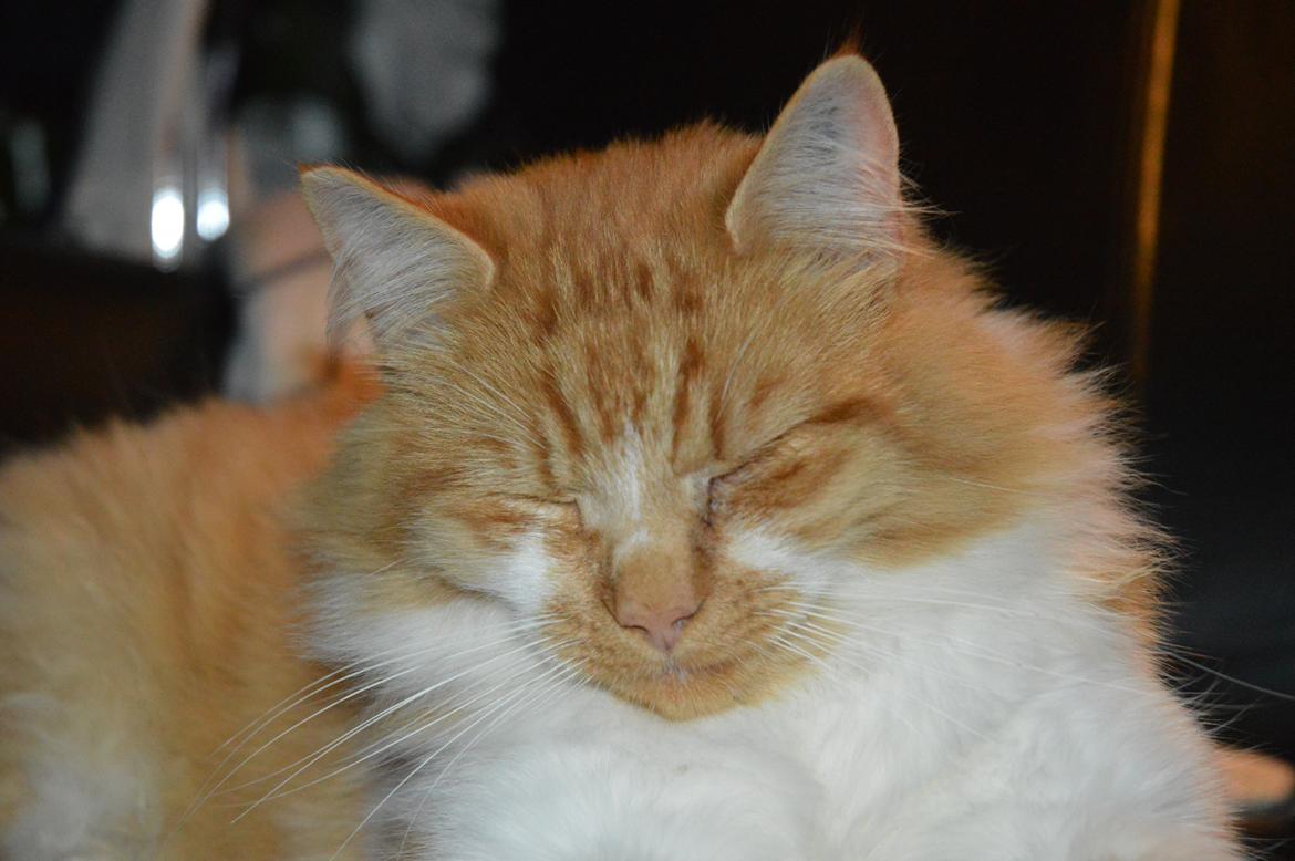 Blanding af racer Baloo (himmelkat) billede 3