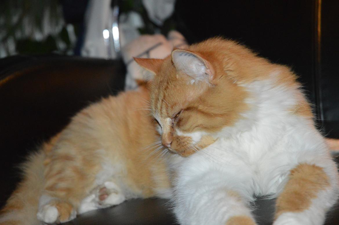 Blanding af racer Baloo (himmelkat) billede 4