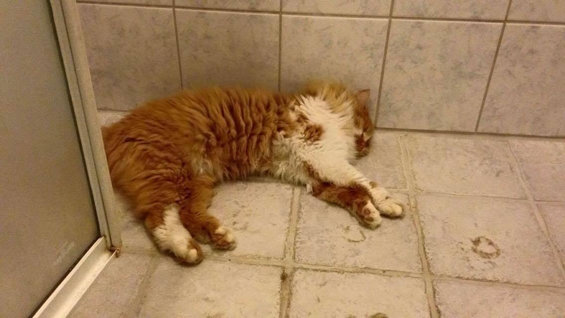 Blanding af racer Baloo (himmelkat) billede 5