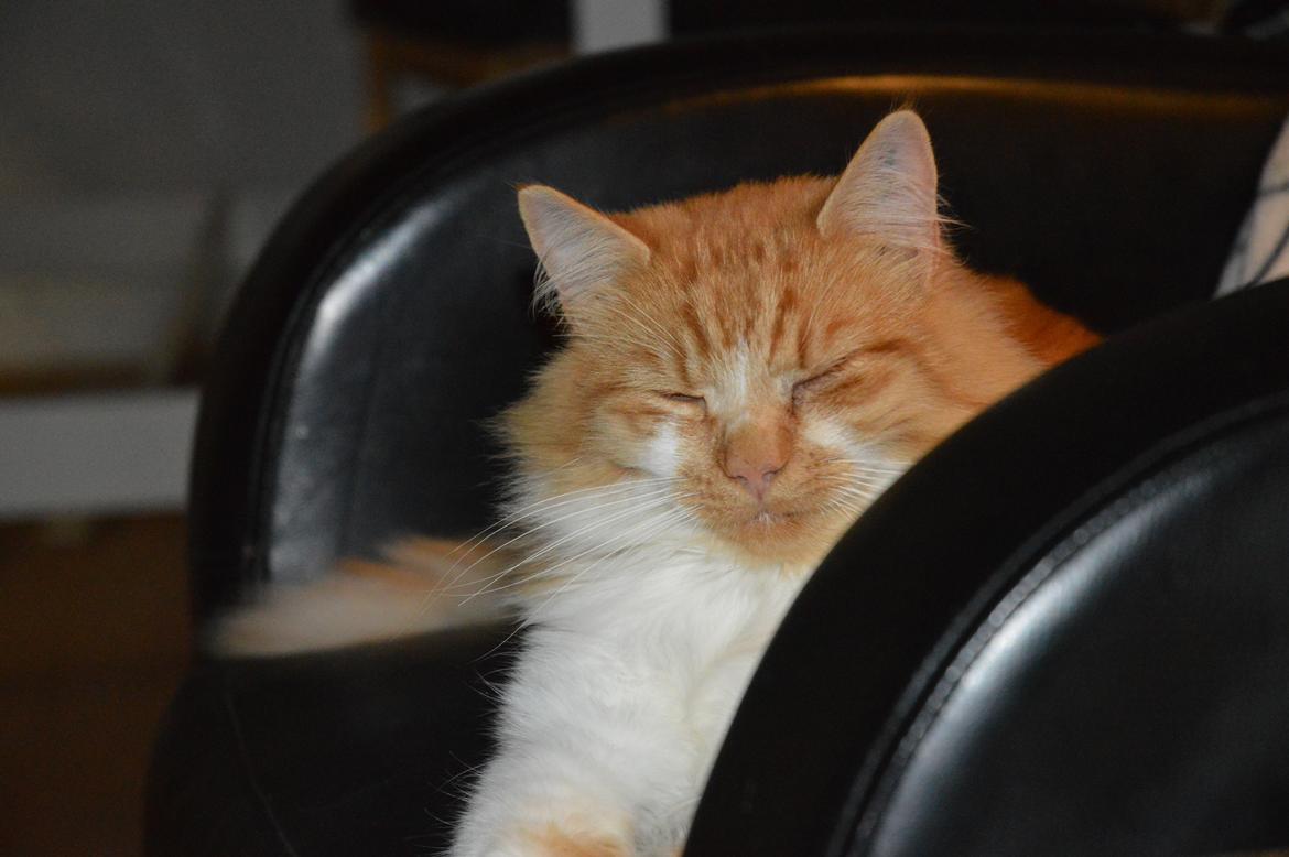 Blanding af racer Baloo (himmelkat) billede 1