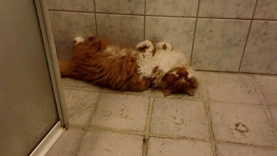 Blanding af racer Baloo (himmelkat) billede 7