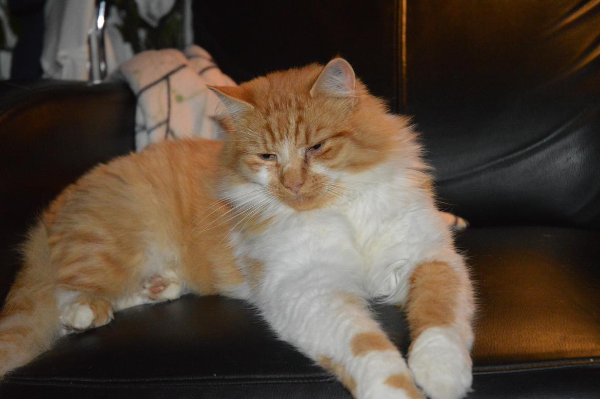 Blanding af racer Baloo (himmelkat) billede 8