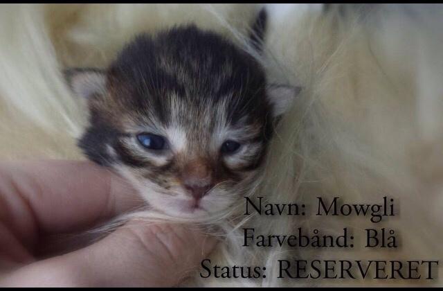 Maine Coon Mawgli billede 2