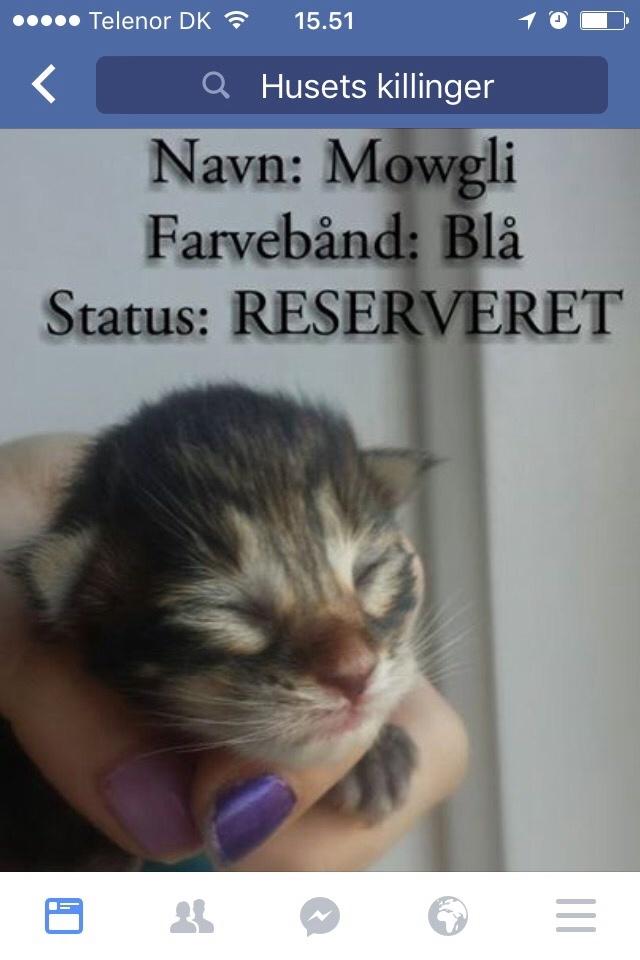 Maine Coon Mawgli billede 1