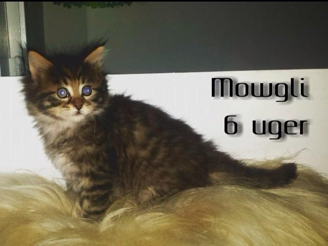 Maine Coon Mawgli billede 8