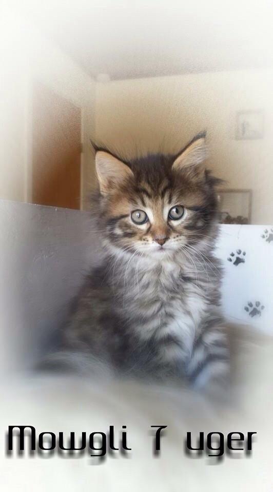 Maine Coon Mawgli billede 9