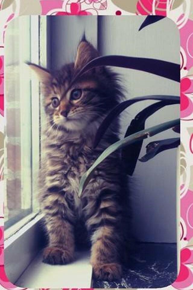 Maine Coon Mawgli billede 10