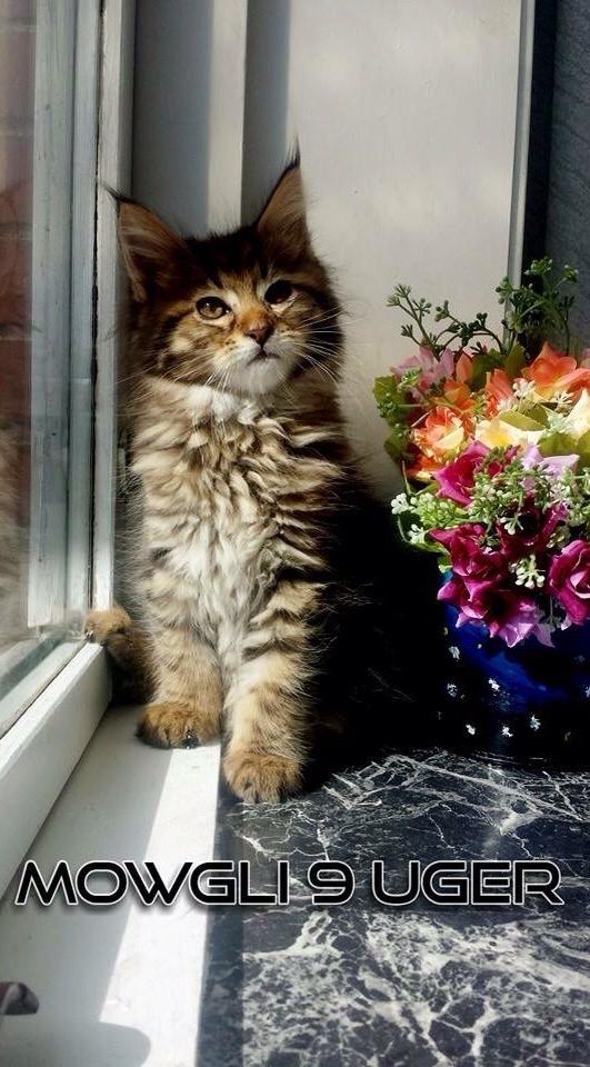 Maine Coon Mawgli billede 11