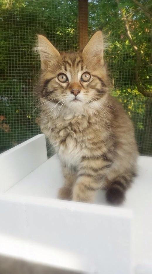 Maine Coon Mawgli billede 12