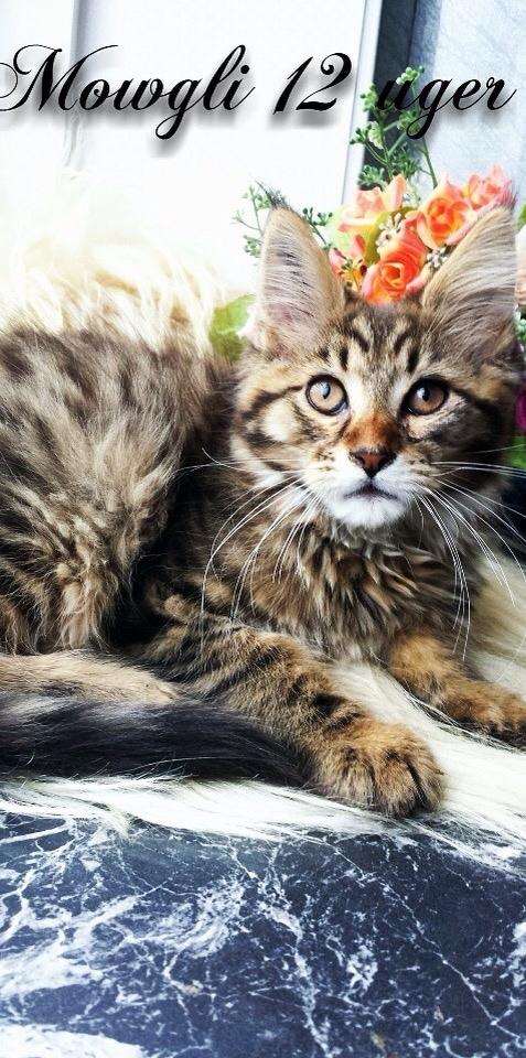 Maine Coon Mawgli billede 14