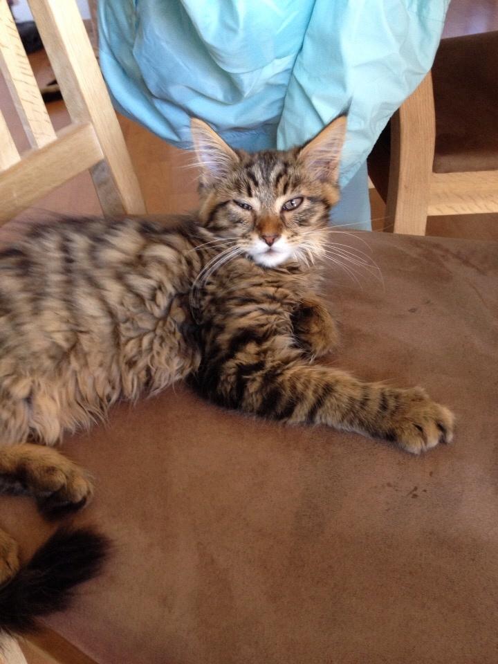 Maine Coon Mawgli billede 15