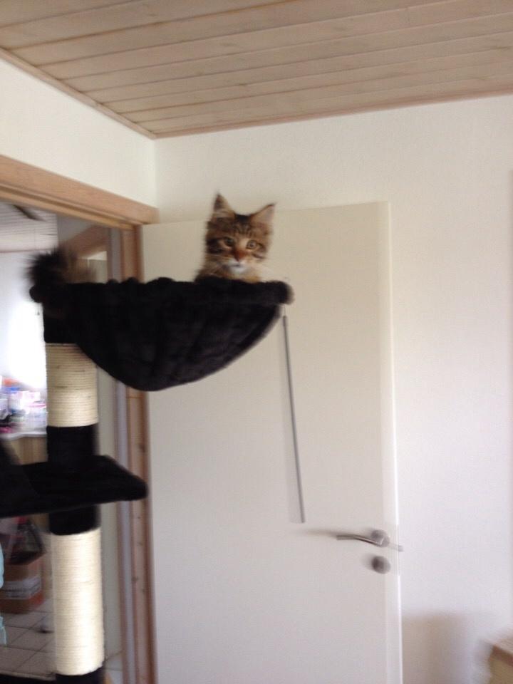 Maine Coon Mawgli billede 20