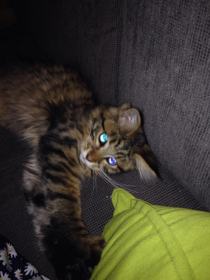 Maine Coon Mawgli billede 21