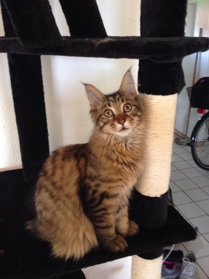 Maine Coon Mawgli billede 22